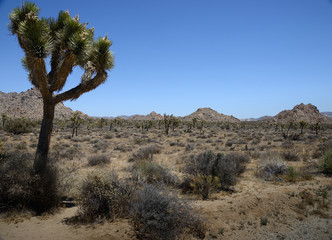 desert de mojave