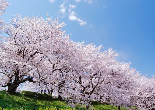 ソメイヨシノ_桜堤