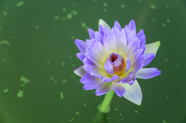 Purple Lotus
