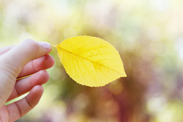 woman holding an autumn leaf against beautiful bokeh background, can be used as autumn sale backdrop