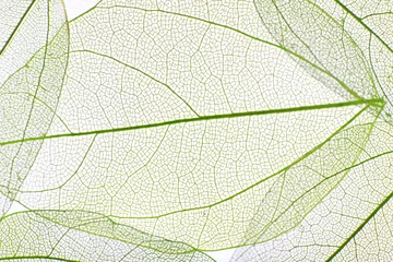 Crédence de cuisine en verre imprimé Feuille de veine décorative Fond de feuilles de squelette décoratif