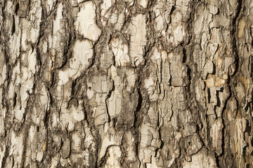 Pine bark - obrazy, fototapety, plakaty