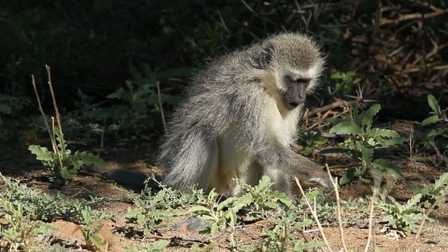 Vervet monkey feeding on plants, South Africa