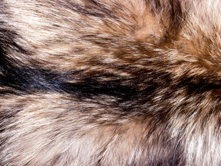 Obraz premium Fur texture.