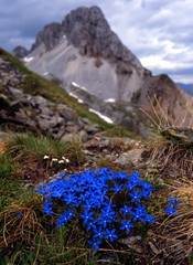 Alpine Gentian flowers