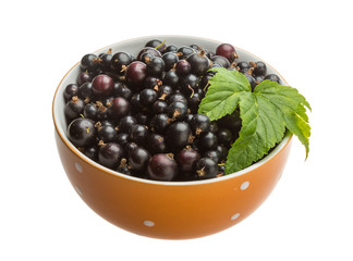Black currant