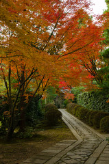 Fototapeta na wymiar 大徳寺の紅葉