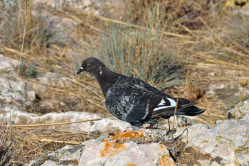 rock dove pigeon