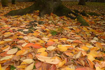 automne