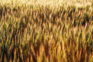 Wheat field