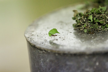 formica lavoro