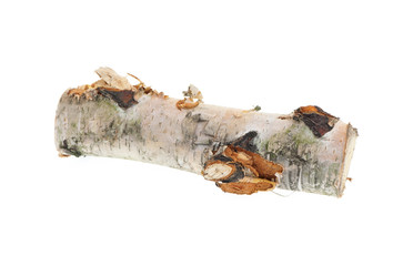 Birch log isolated on white