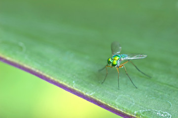 Dolichopodidae on the leaf