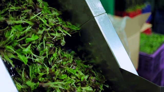 Azienda Agricola, selezionatore, dosatore