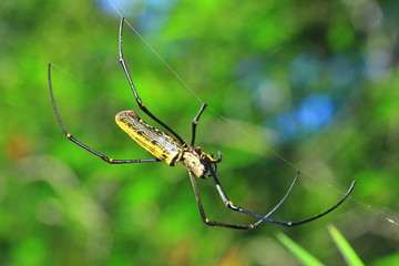 Spider Nephila maculata parallel fiber Gold