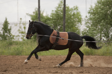Horse in training