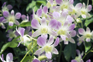 Fototapeta na wymiar Singapore orchids