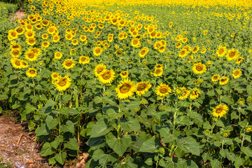 Sunflower vast landscape of Thailand, which bloom