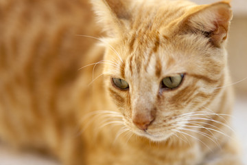 Portrait of a red cat.