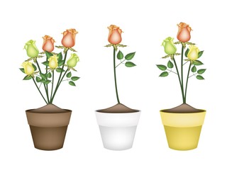 Yellow, Orange and Green Roses in Ceramic Flower Pots