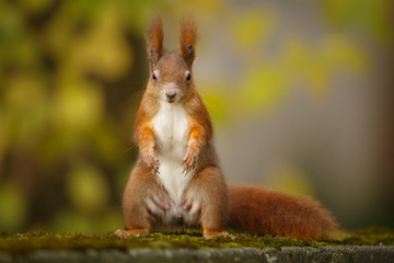 Red squirrel standing upright in autumn
