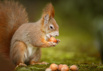 Naklejka na ściany i meble Squirrel with hazelnuts