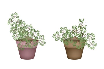 Two Green Trees and Plants in Ceramic Flower Pots