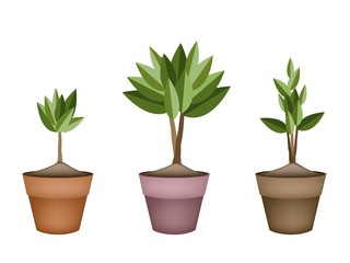 Evergreen Trees and Plants in Ceramic Flower Pots