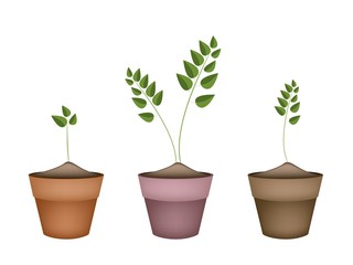Three Evergreen Plants in Ceramic Flower Pots