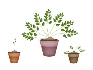 Three Evergreen Plants in Ceramic Flower Pots