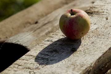 Apples on the bench