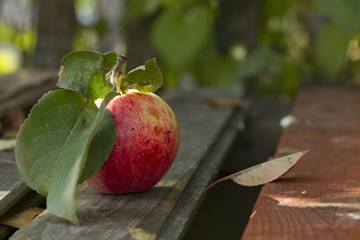 Apples on the bench