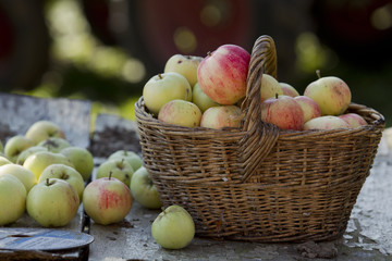 Apples on the table