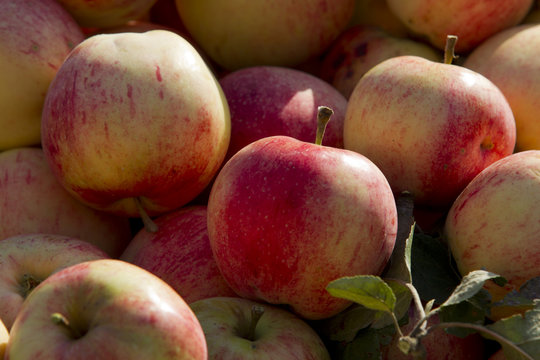 Apples