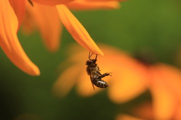 bee under flower