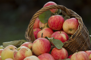 Apples