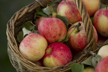Apples