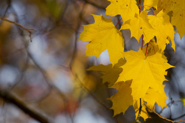 Leaves in autumn