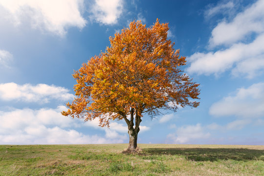 Lone tree with red leaves at sunny day