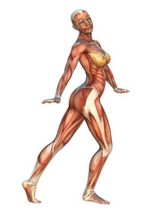 Muscle Maps