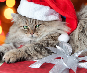 Adult and serious Christmas cat in red Santa Claus cap