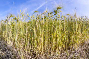 spica of wheat in corn field