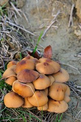 Wild mushrooms
