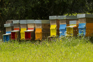 Hives with bees