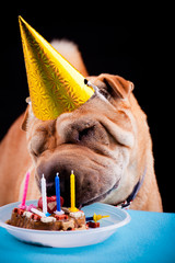 sharpei dog celebrating birthday
