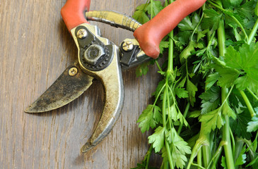 garden shears on herbs