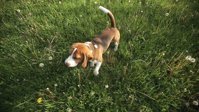 Pedigree dog Beagle playing with videograph camera