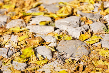 detail of cobblestone path