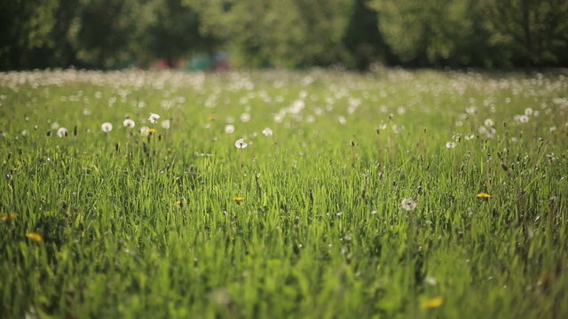 Blurred Grass Background HD Shot With Slider.