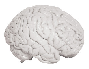 human brain